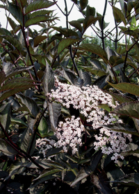 Sambucus nigra 'Black Beauty'